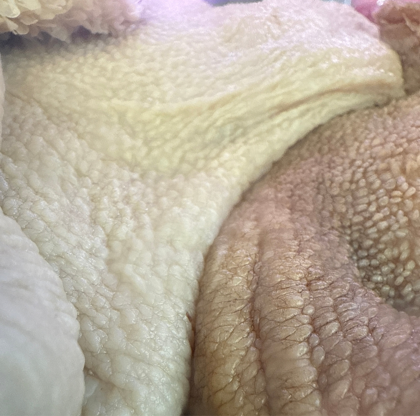 Tripe de mouton - fraîche