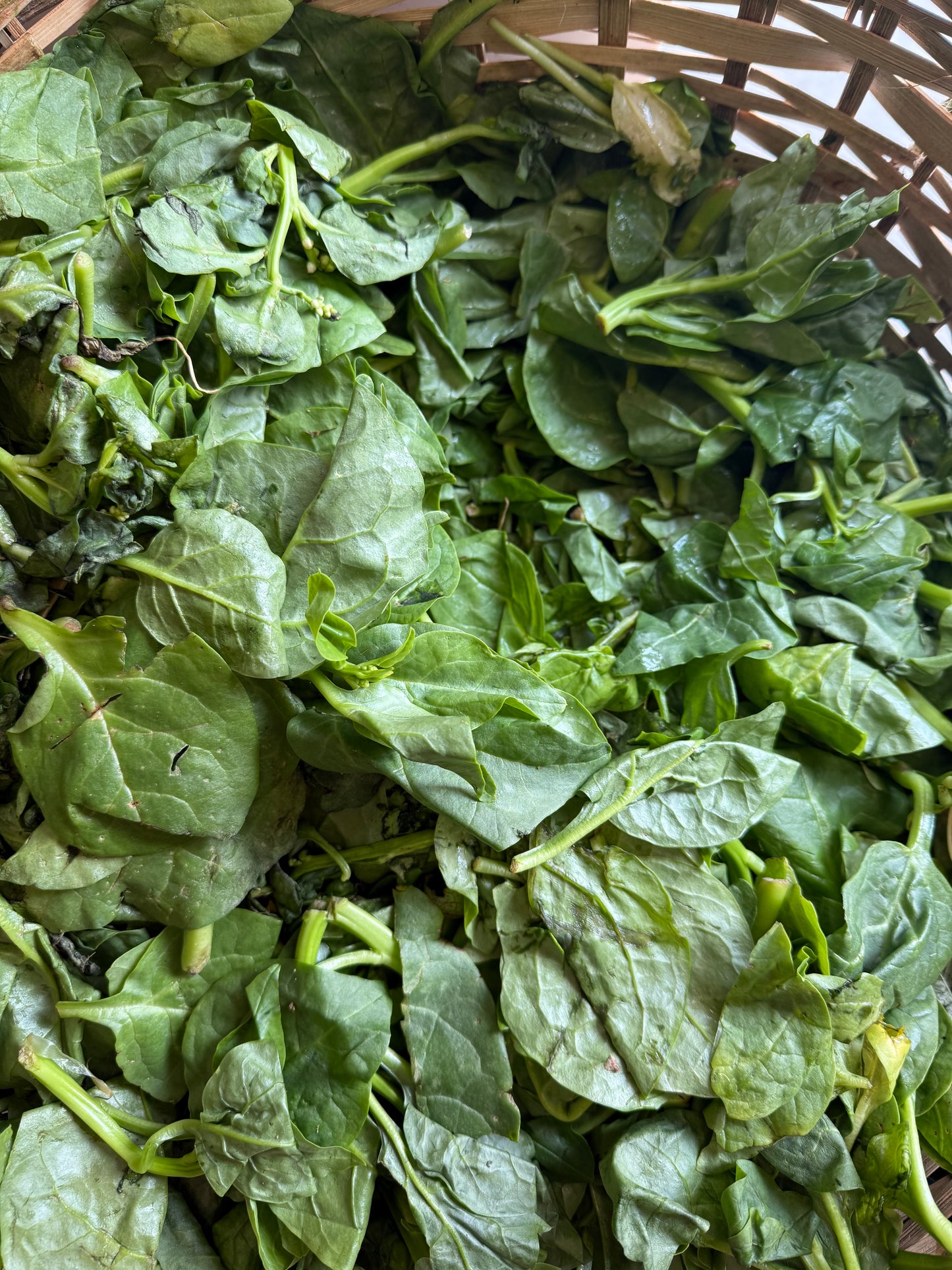 epinard - congo - 1kg