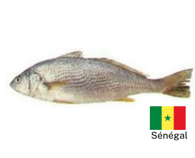 Poisson Capitaine/Bar du Sénégal surgelé