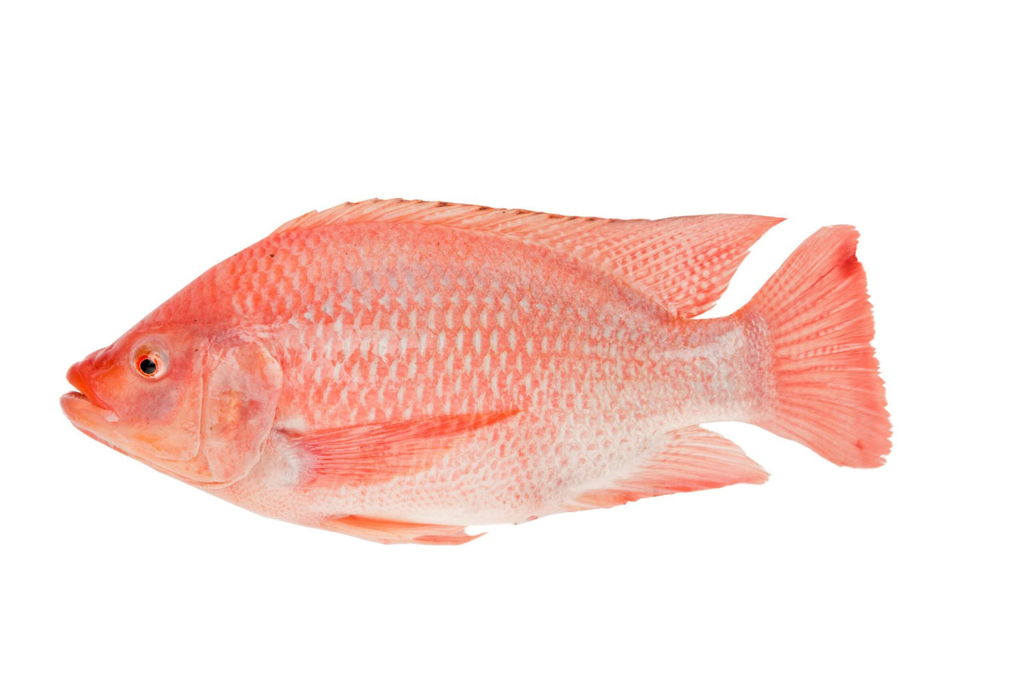 Tilapia rouge
