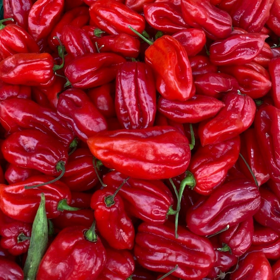 Piments frais rouge (x10 piments)