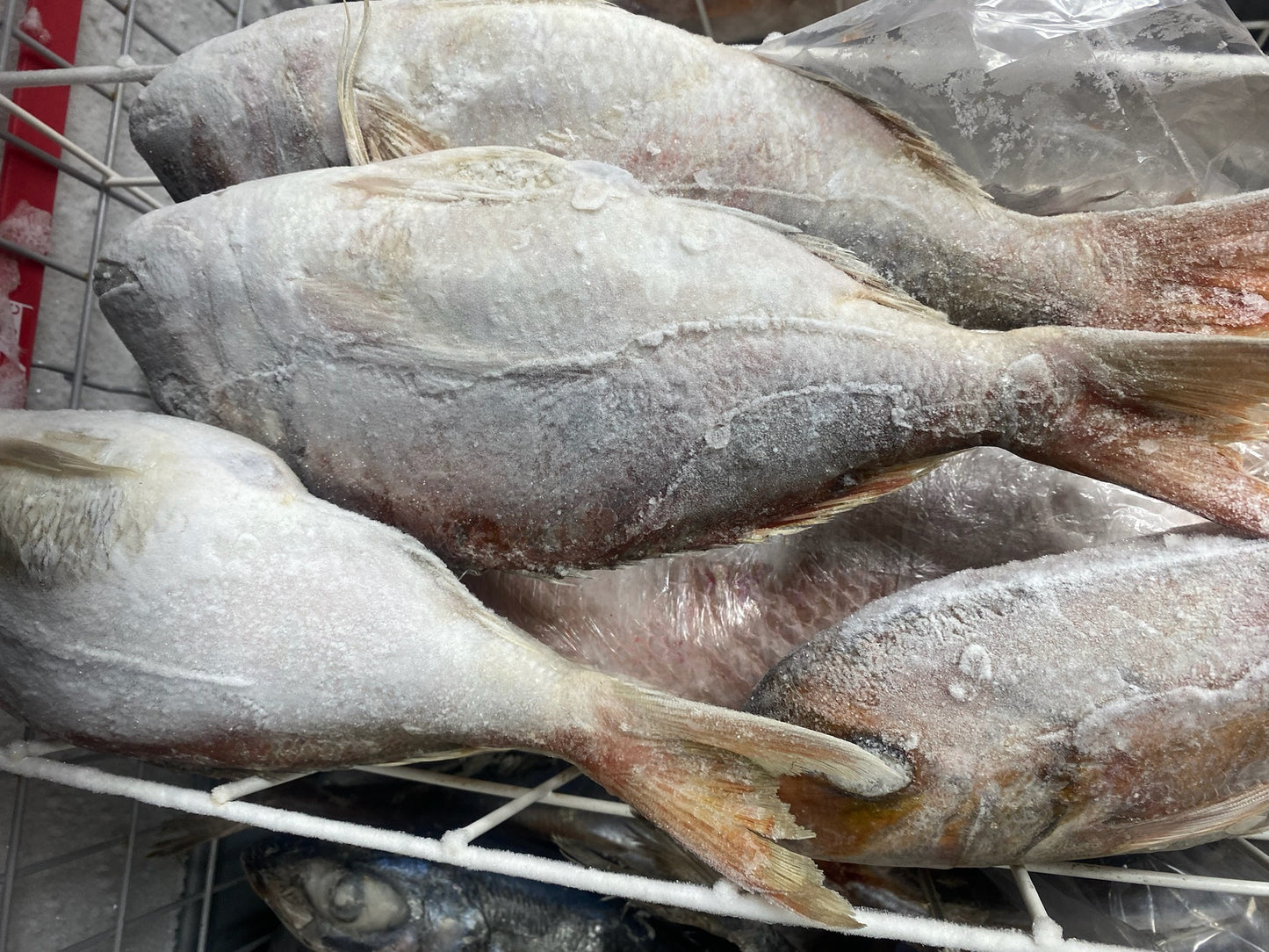 Vivaneau entier surgelé