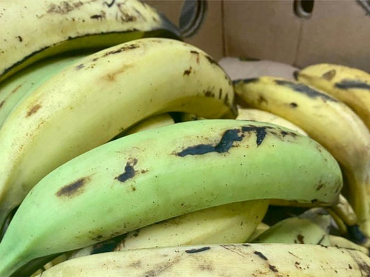 Plantain martinique