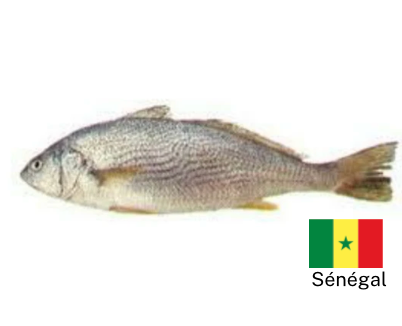 Poisson Capitaine/Bar du Sénégal (surgelé)