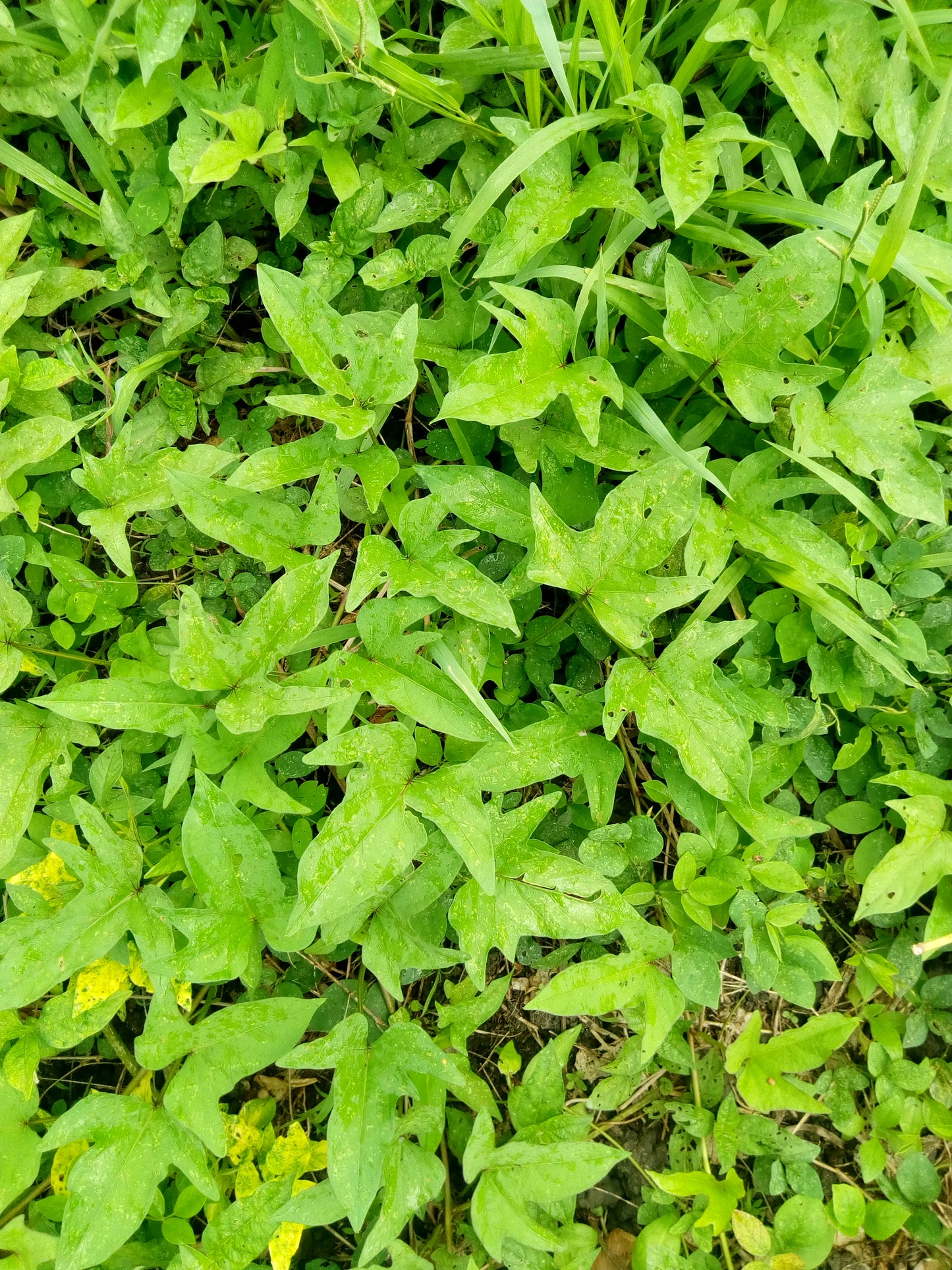 Feuilles de Patate Douce (botte)