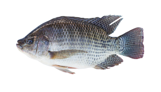 Tilapia Gris