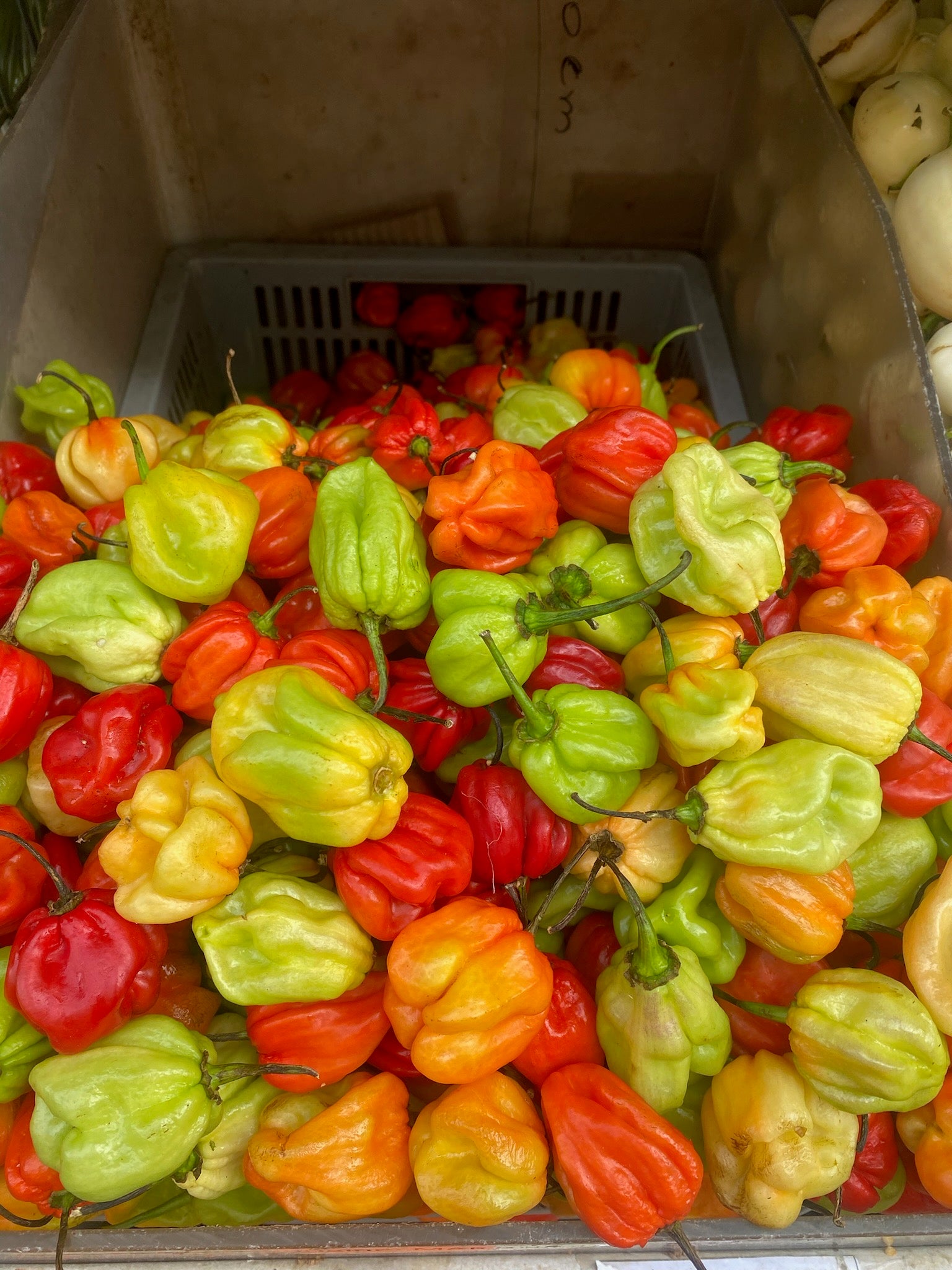 Piments antillais (x10 piments)