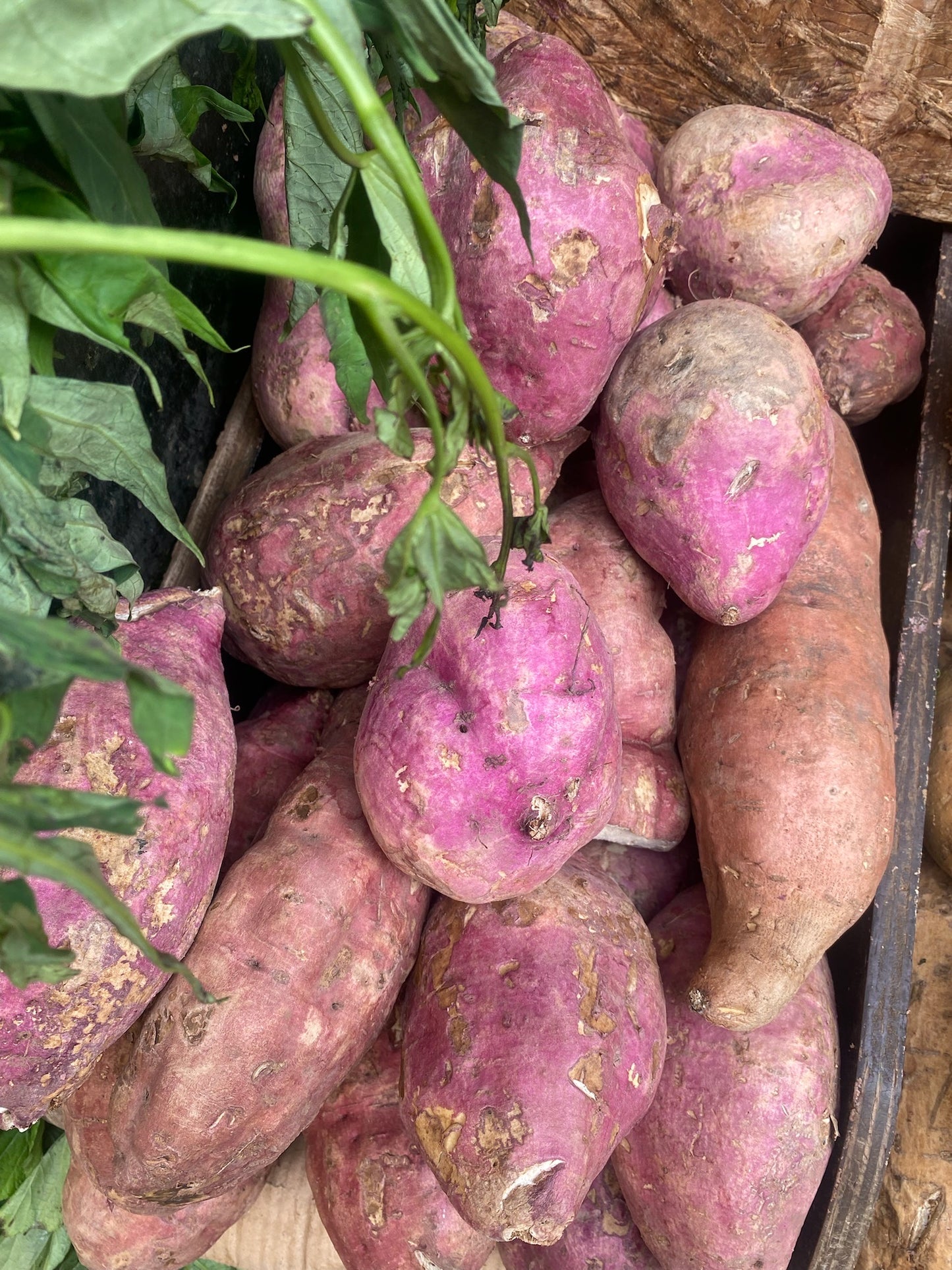 Patates douces rouges