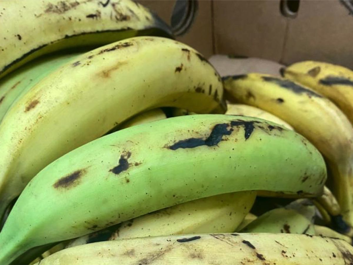 Plantain martinique