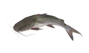 Machoiron surgelé